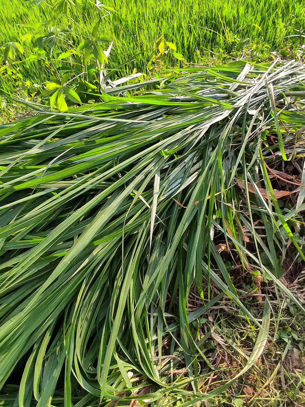 fanas fanas panggah ngarit #sawah #petani #ngaritsukettttt #petaniindonesia🇮🇩🇮🇩🇮🇩🌿🌿 #ngarit #fyp #fyppppppppppppppppppppppp #suket 