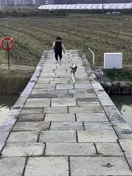 Dog fail compilation #dog #dogsoftiktok #fyp 