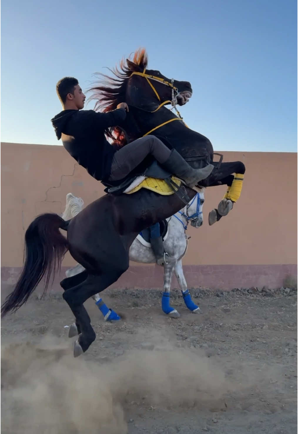 هيّاف وهيذب❤️‍🔥 @فهد الوادعي🐎 #باسل_الوادعي #هياف #هيذب #اكسبلور #explore #ماشاءالله #خيل_وخياله🐎 #تربيع #fyp 