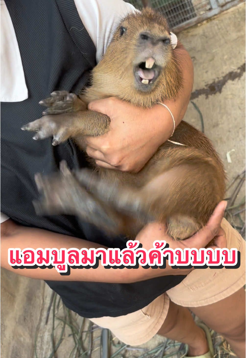 มาแล้นนนนน ปีที่แล้วเขาบอกให้มีลูกเกิดปีมังกรทอง จะทำให้รวย นี่ค่ะ เกิดปีมังกรทอง 5555555 แต่ลูกอี๊มันต้อง4ขาแล้วมึนๆเท่านั้นนนนน #คาปิบาร่า #capybara  