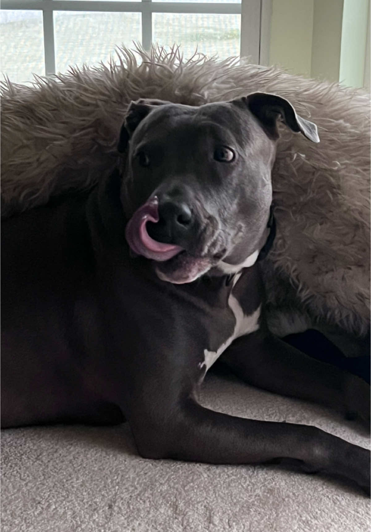 I hope you like my photos #dogsoftiktok 