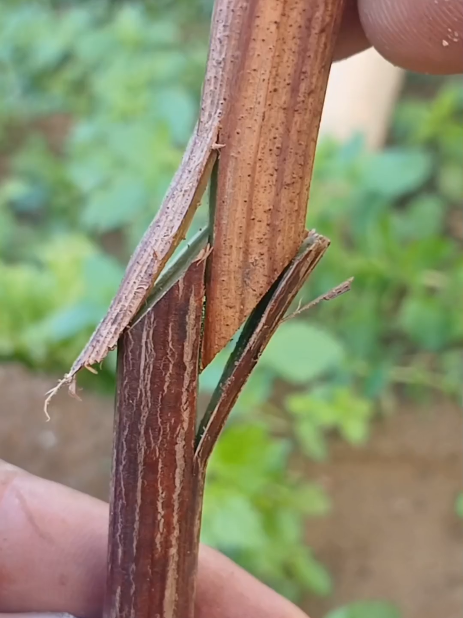 تطعيم وتركيب العنب بتقنية فعالة  #grafting_plante  #france🇫🇷  #grafting_techniques  #المغرب🇲🇦تونس🇹🇳الجزائر🇩🇿 