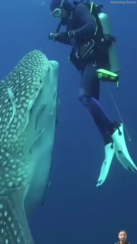 Whale Shark 🐋 #amazingocean 