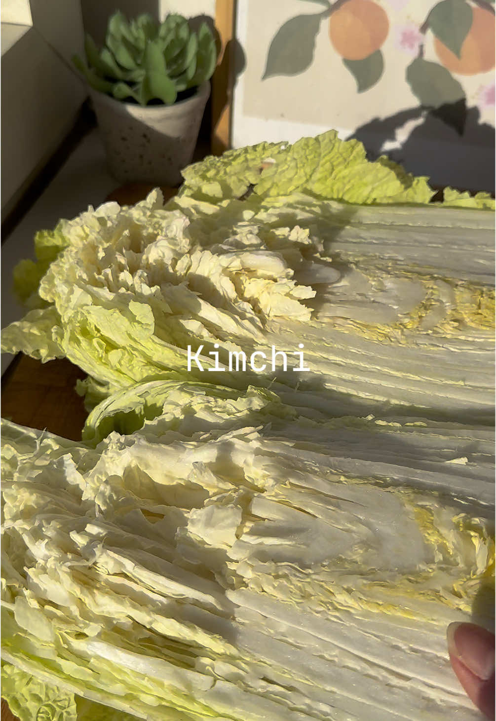 It’s been a while since my last batch of Kimchi, so today I’m making a fresh one 🥬🔥 #Kimchi #KimchiRecipe #HomemadeKimchi #MakingKimchi #FermentedFoods #KoreanFood #KoreanRecipes #EasyRecipes #KimchiLovers #SpicyFood #HealthyEating #FoodTikTok #ASMRCooking #CookingWithMe #FoodieLife #Fermentation #HomemadeRecipes #KoreanCuisine #KimchiTime #FoodLovers