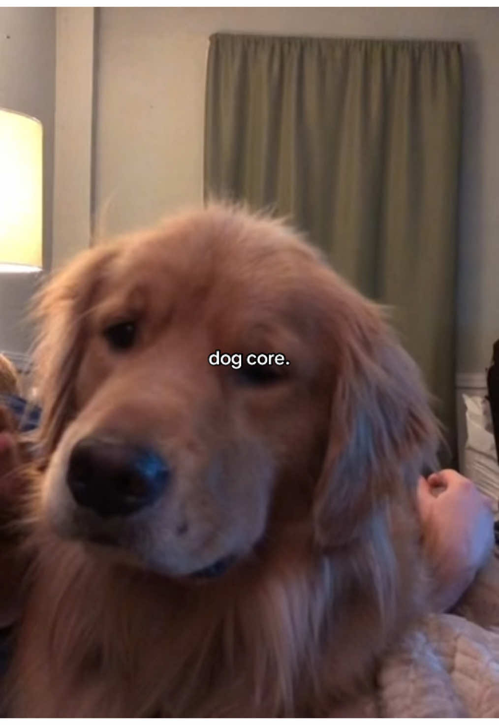 I love dogs 🫶🏼 #corecentercc  #dogcore #fyp 