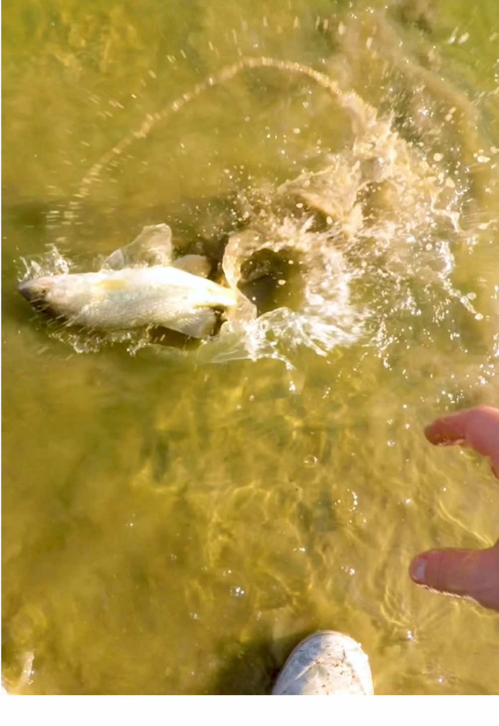That release didn’t go as planned 😂 #fishing #Outdoors #fishingtiktoks #fishtok #foryoupage #pondfishing #bassfishing #release #freakedout #crazyfish #didntgoasplanned #petbass #italktofish #whatisthisbassdoing 