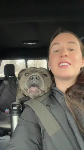 Giving back! Thankyou guys i love you! #staffordshirebullterrier #staffy #fypp #fypシ゚viral #puppytiktok #staffysoftiktoklove #funnyvideo #cutedog #staffypuppy #funnymoments #funnyvideo #cutedog #animalshelter #rescue 