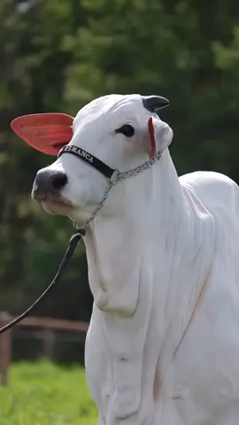 A vaca mais cara do mundo!  #fazenda #karina #fazenda #bezerro #nelore #boi #pecuariabrasil🇧🇷🐂🐂🐂🐂 #pecuaria 