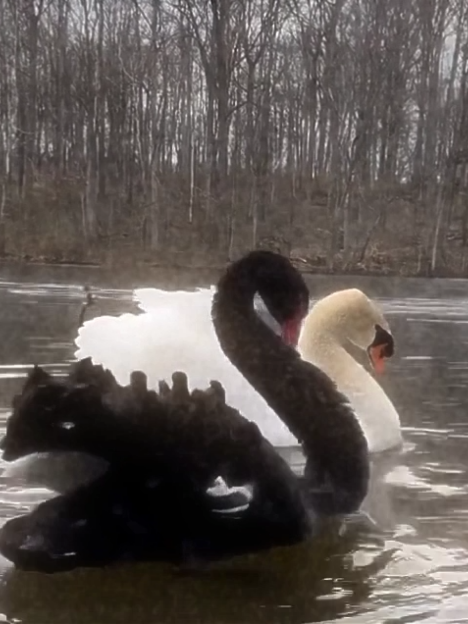 black and white 🦢  #whiteswan #blackswan #swanlake #fyp #darkaesthetic #swan #foryoupage #fyppppppppppppppppppppppp #wisp #yourface 