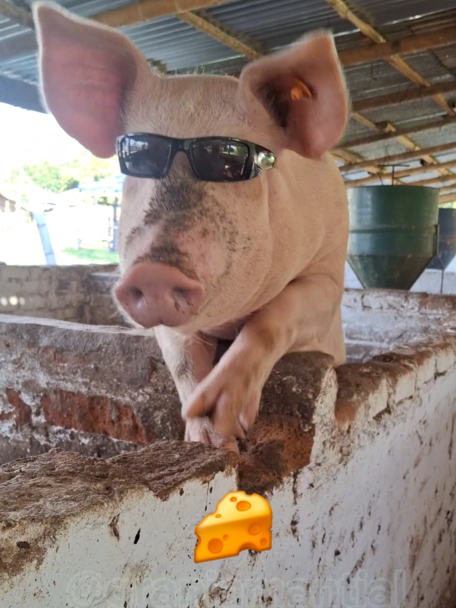 jajaj cada que uno va a dar una ronda 🤣🤣 #comedia #risa #granja #campo #cerdos #porcicultura #porcicola #pig #farm #colombia 