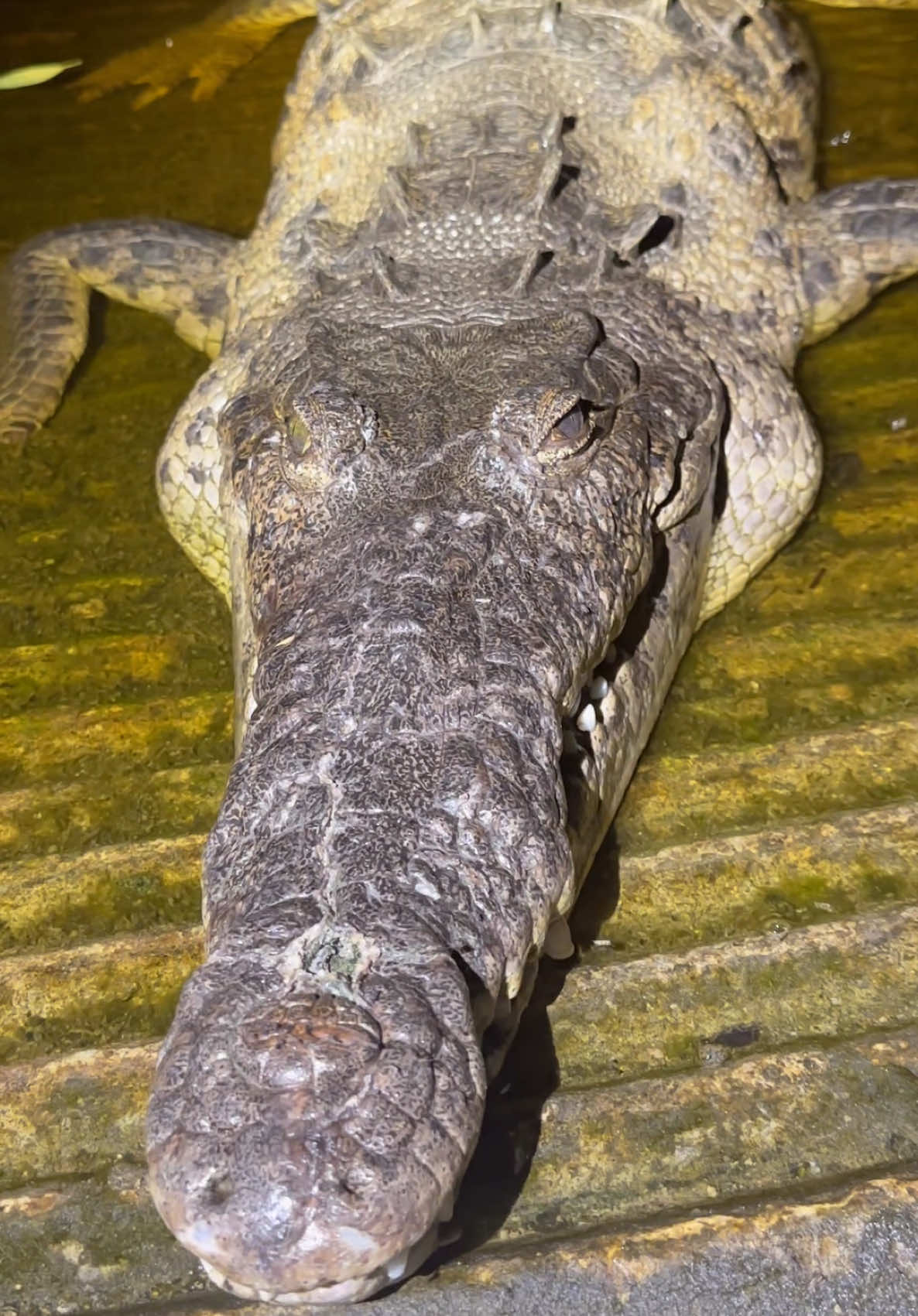 Looking for a 20 foot python in the Florida Everglades! #tiktok#viral#florida#everglades#wildlife#viralvideo#crocodile#conservation#professional#animals#nature#python#yoink#alligator#expert#nightshift 