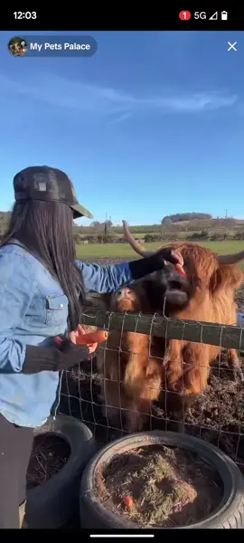 @My Pets Palace @Swearing Shepherdess #mypetsplace #mypetsplace #mypetsplace 