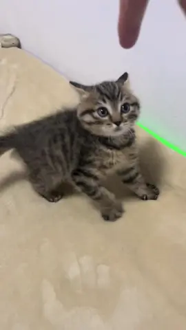 Fierce yet cute, and still wants to play with me.#cutecat #pet #kucing #kitty 