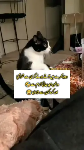 tobaah😂😂😂😂#foryoupage #foryou #fyp #urdustatus #viraltiktok #burhantv #viral #growmyaccount #viral_video #grow #standwithkashmire #tiktokteam #urdufunny #foryou #foryoupage 