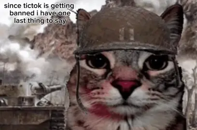 point and laugh guys #tictok #cat #meme #insta #facebook #twitter 