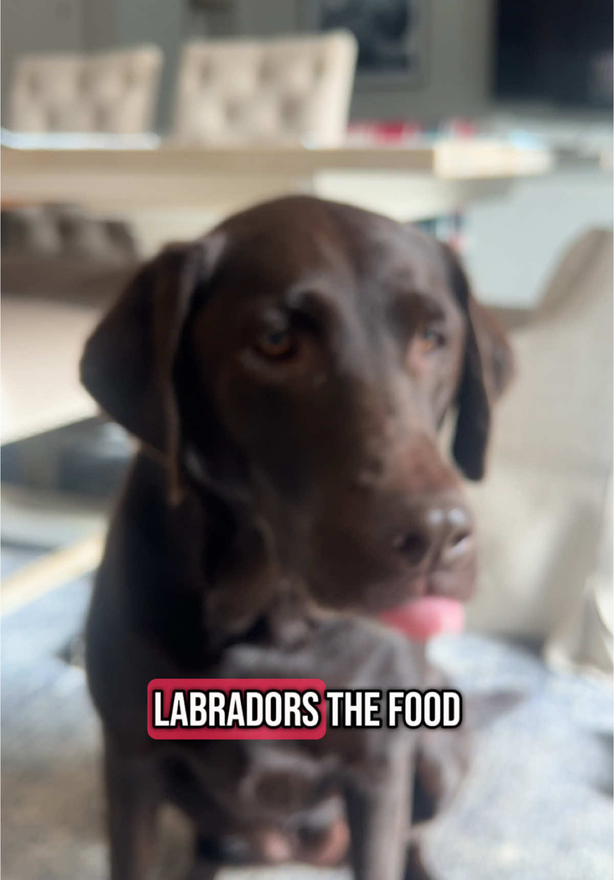 Clearing out our drafts and reminiscing 🥹 Labradors, the best dogs ever 🤎 Thank you all for following Nellie's silly life join our adventures over on Instagram 🫶🏼 #labrador #labradorretriever #labradorsoftiktok #labsoftiktok #labradorretrieversoftiktok #chocolatelab #chocolatelabrador #chocolatelabsoftiktok #chocolatelabs #lablife #labradors #dog #dogsoftiktok #funnydog #fyp