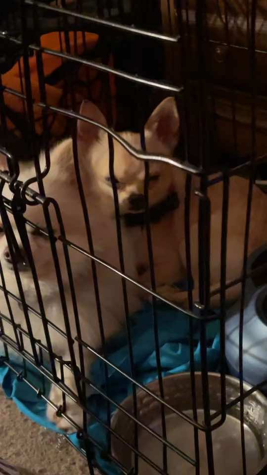 #dog #dogsoftiktok #doglover #funny #filter #xyzbca 