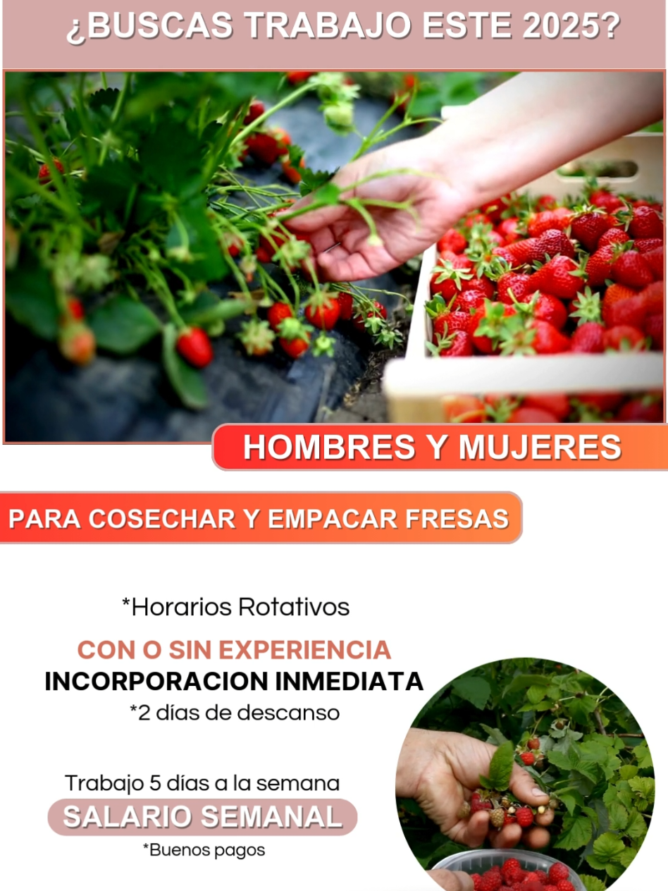 🚨 ¡TRABAJA RECOGIENDO FRESAS! 🍓 🔹 Estamos buscando personal con o sin experiencia.   🔹 Ofrecemos pagos semanales.   🔹 Incluimos transporte y alimentación.   🔹 Horarios flexibles.   🔗 Postula ahora mismo a través del link en mi perfil o comenta 