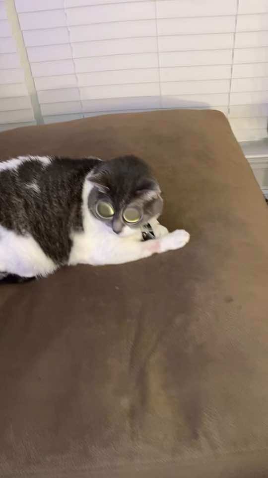 😂😂 #like #comment #share #cat #catsoftiktok #catlover #cats #filter #funny #draft 