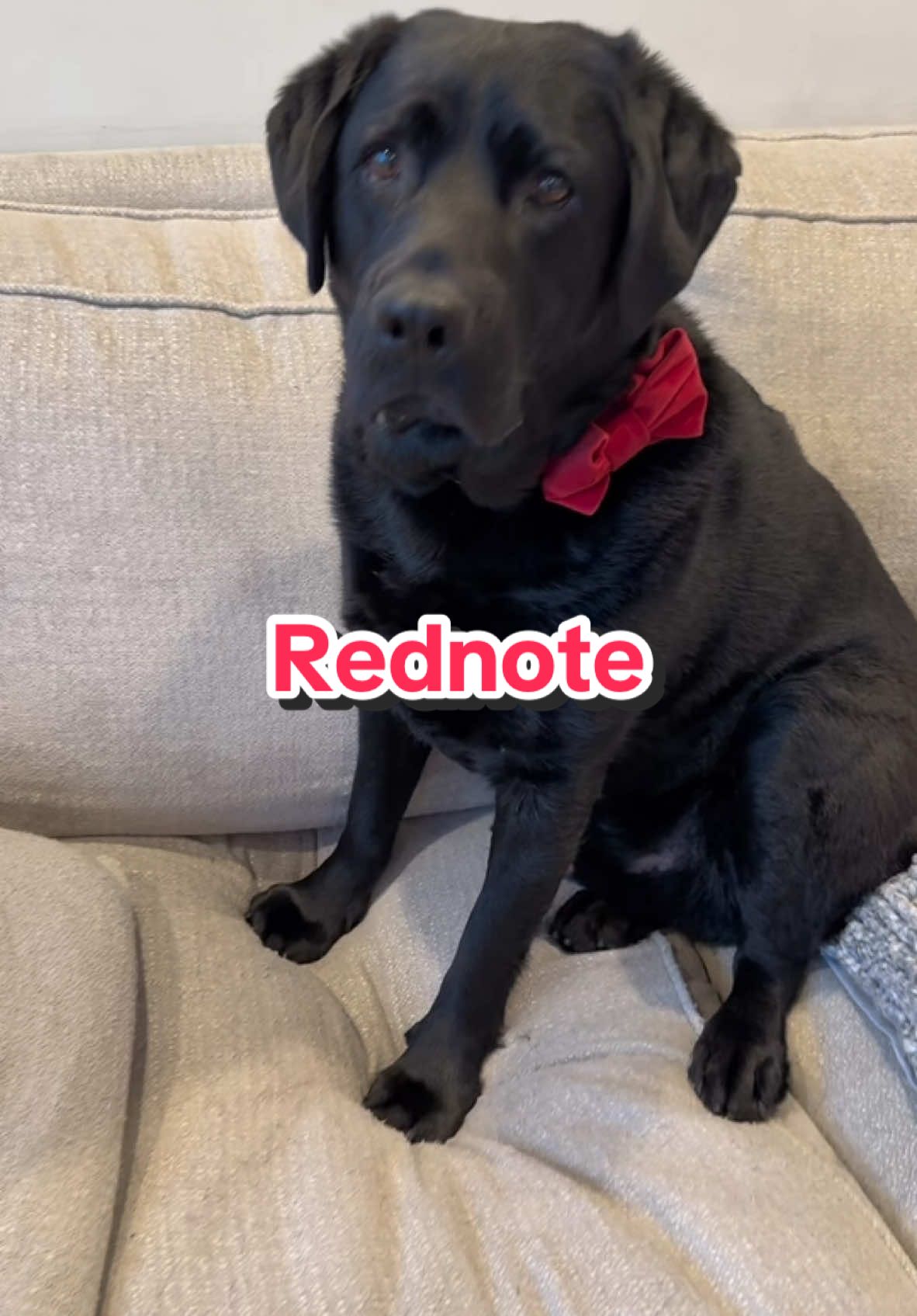 New app alert!  Meet me on Rednote, the newest place where King C will be shaking his tail #TranslationFeature #globalvillage