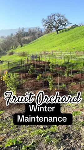 Fruit orchard maintenance this winter. Our little fruit trees are happy! #orchard #growyourownfood #gardening #garden