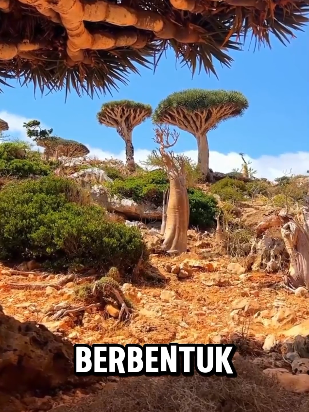 fakta unik !!! pulau yang hanya ada satu di dunia | PULAU SOCOTRA YAMAN  #keajaibandunia #faktaunik #fyp 