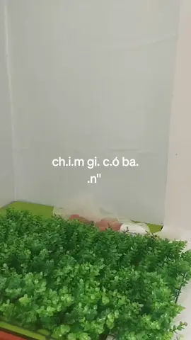 có túi đựng chi.m gi.ả #tamtrang #noibuon #nhonhung #tuidungchimgia #nugioi #lebong #codon #lentop #chimgia #giachim 