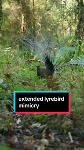 Extended version of one my most viewed lyrebird videos - the string of mimicry that lead to a courtship display, as a female lyrebird entered his territory 🪶  #lyrebird #bird #birdsong #birdphotography 