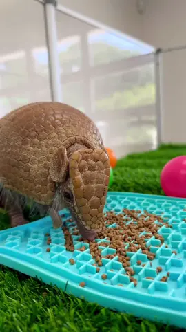 Armadillo 