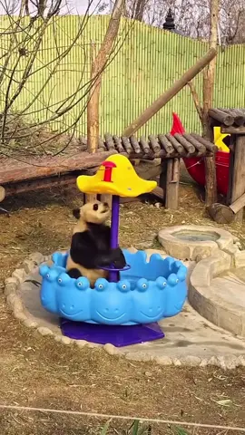 Teacup Rides #cute #panda #playtime #viral_video #fyp #pandalover #cuteanimals #playful #fun