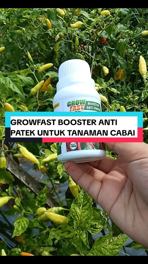growfast booster anti patek untuk tanaman cabai #pupukcair #boostertanaman #pelebatbuah #patek #antipatek #hormontanaman #nutrisitanaman #nutrisibunga #growfast #boostercabai #boosterantipatek 