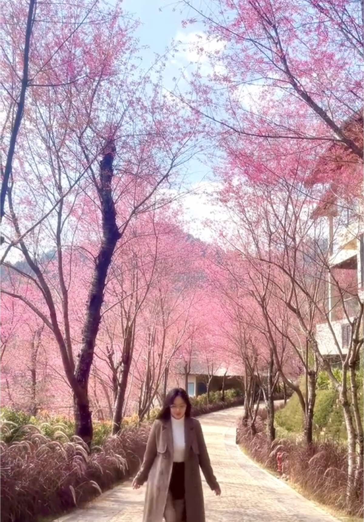 Thiên đường hoa tớ dày 🌸🌸🌸#mucangchai #yenbai21  #garryamucangchai #fyp 