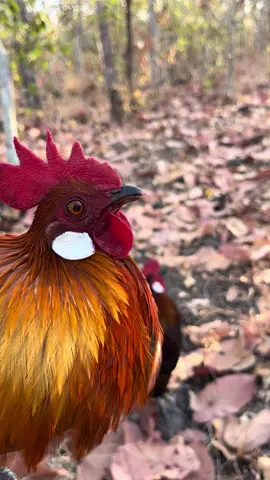 #ไก่ #ไก่ป่า #ไก่ต่อ #ไก่ต่อเหล่าแจ้น้อยสายลั่น 💛💛