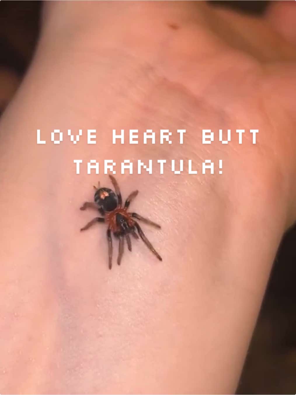 Cyriocosmus elegans aka love heart butt. The most beautiful dwarf species 🧡 #dwarftarantula #celegans #loveheartbutt #cyriocosmuselegans #trinidaddwarf #inverttiktok #spidertok #ukaccount #tarantulasoftiktok #paintpotgeckos 