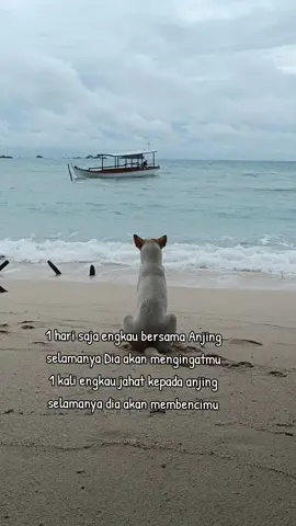 kesetiaan Anjing Tidak Terhingga #fyp 
