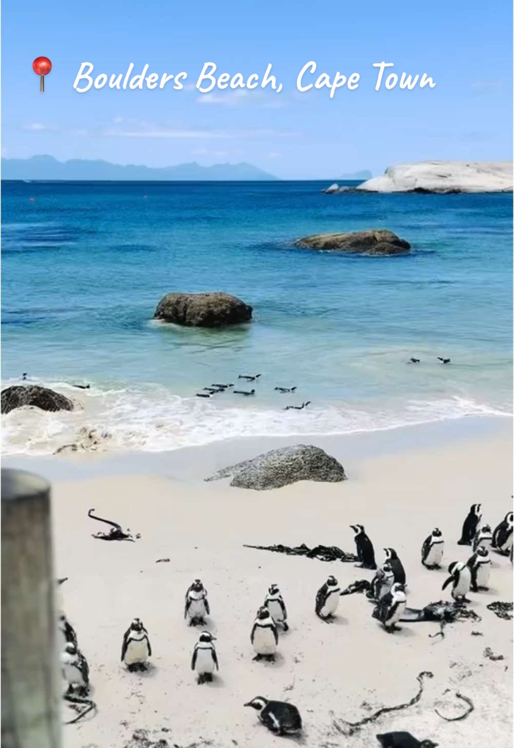 📍 BOULDERS BEACH, Cape Town 🌊 Try to avoid going at high tide, some of the beach gets cut off and you have to do more climbing! 🧗‍♀️ Wear comfortable shoes/clothes if you plan on climbing rocks  ⏰Go early, it gets busy and the parking spaces fill up.  🏊 Bring swimwear if you fancy a dip with the penguins.  🐧 take the walk along the coastal path to the next area (there is a shop with cute things and we bought an ice lolly to cool down 🥵) ♥️ enjoy and give the penguins their space.. it’s their home! #traveltiktok #travelblogger #bouldersbeach #capetownsouthafrica #capetown #travel #explore #penguin 