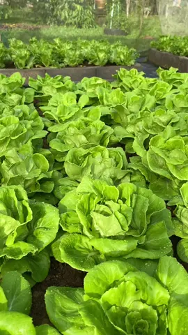 สลัดบัตเตอร์เฮด 🌱 #เกษตรอินทรีย์ #Organic #Garden #ปลูกผัก #ผักสลัด #พัทลุง  