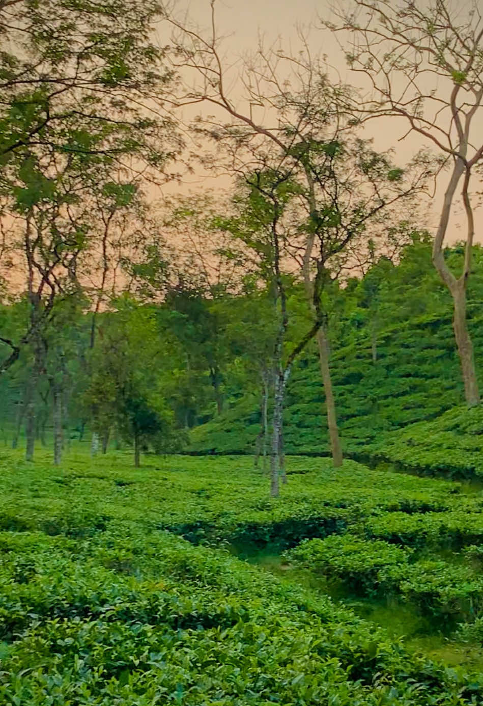 Tea Garden Sylhet💚
