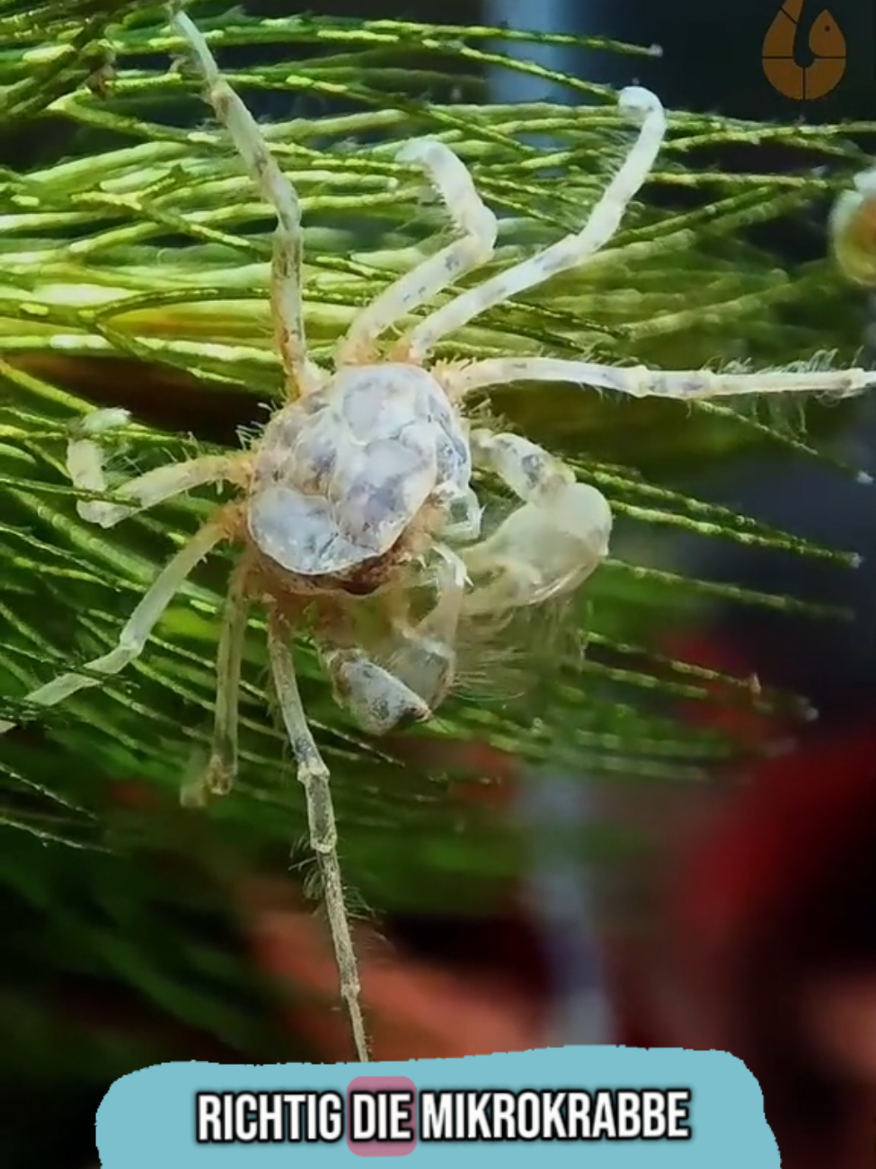 🦀 Mikrokrabbe / Microkrabbe | Lebt unter Wasser | Limnopilos naiyanetri - Für Anfänger geeignet - Frisst keine Pflanzen an und gräbt nicht - Lebt unter Wasser - benötigt keinen Landteil - Färbung = grau - Wasserhärte= weich bis hart - Verhalten = friedlich - Wird nur ca. 1 cm groß / Spannweite bis ca. 3 cm Die kleinste Süßwasserkrabbe der Welt ist eine kleine Besonderheit in der Aquaristik. Die Mikrokrabbe, auch Zwerg Spinnenkrabbe genannt. Sie lebt im Süßwasser unter Wasser und benötigt keinen Landteil, so wie andere größere Krabben. Die Mikrokrabbe ist einfach in der Haltung. Sie stellt dabei keine hohen Ansprüche an die Wasserwerte und ist für Anfänger geeignet. Es werden keine Pflanzen angeknabbert, abgezwickt oder ausgegraben, wie es teilweise bei anderen Krabbenarten üblich ist. Sie ist in dieser Hinsicht sehr friedlich. In einem Gesellschaftsbecken kann die Mikrokrabbe mit Schnecken, Garnelen und anderen friedlichen Bewohnern vergesellschaftet werden. Wobei kleinere Wasserschnecken gerne auch als Nahrung angesehen und verspeist werden. Auch eine Haltung mit kleinen Fischen, die ihr nicht nachstellen, ist möglich. Grundlegend sollten ausreichend Versteckmöglichkeiten wie Röhren, Höhlen, Moose, Pflanzen, Wurzeln, Deko usw. für die Microkrabben vorhanden sein. Sie halten sich gerne in den feinen Schwimmwurzeln von z.B. Froschbiss, oder anderen Schwimmpflanzen auf. Hornkraut ist an dieser Stell sehr zu empfehlen und sollte im Aquarium nicht fehlen. Auch Moos wird gerne als zusätzliches Versteck aufgesucht. Mikrokrabben fühlen sich in kleinen Gruppen ab 5 Tieren sehr wohl. Eine Einzelhaltung empfehle ich nicht, sonst lebt das Tier sehr zurückgezogen und Sie bekommen dieses kaum zu Gesicht. Generell sollte im Mikrokrabben Aquarium immer grünes / braunes Laub oder Wildkräuter vorhanden sein. Das Laub eignet sich wunderbar als Versteck und die sich dort bildenden Mikroorganismen dienen als zusätzliche Nahrungsquelle. Darüber hinaus werden die Wasserwerte positiv beeinflusst. Eine vorhandene Wurzel wird zusätzlich als Versteck und weitere Oberfläche zum Klettern dankend angenommen. --- Diese Tiere leben in meiner Aquarium Zuchtanlage: Zwerggarnelen / Garnelen, Aquariumschnecken / Schnecken, Krebse, Krabben, Wasserpflanzen, Moose uvm. 🦐🌿 Aqua Birne Shop: Aqua - Birne . de 🐌🦞 ▶️ Folge mir gerne für mehr! Aquaristische Grüße Daniel Birnbaum, die Aqua Birne 🍐🤠👍 . . . #Aquarium #garnelen #garnelenaquarium #garnelenbecken #nanocube #nanoaquarium #neocaridina #caridina #zwerggarnelen #aquaristik #fische #microkrabbe #mikrokrabbe #limnopilosnaiyanetri 