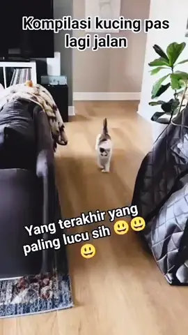 #animals #funny #hiburan #yangpentinghappy #fypシ 