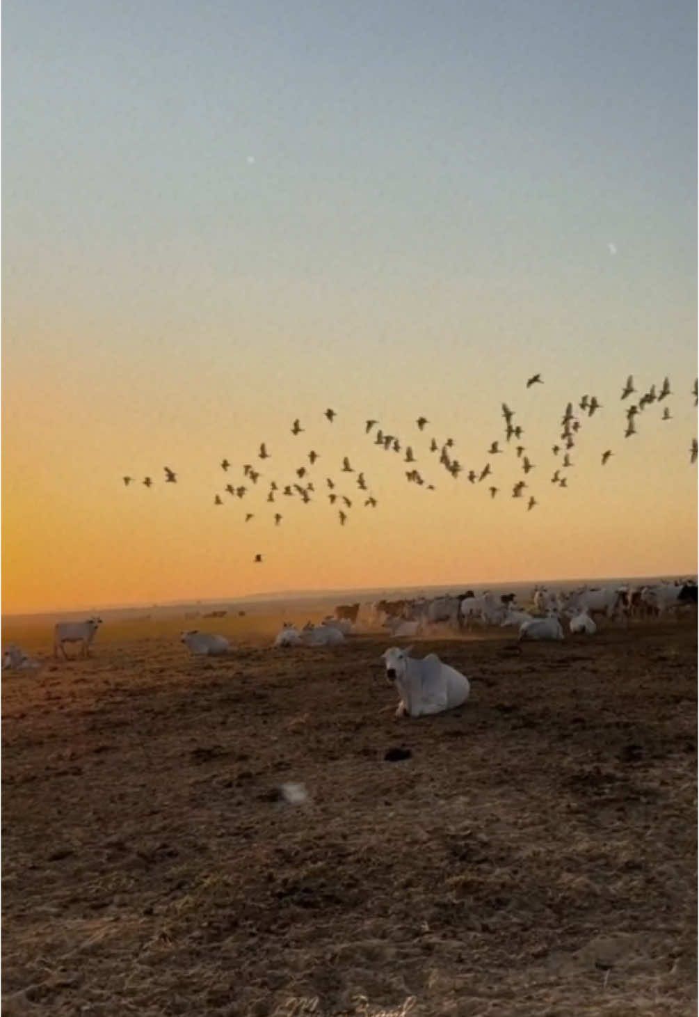 Só quem é SERTANEJO vai curtir essa! Aoiiiiii 🇧🇷 💿 Novo álbum “RODEIO & MODÃO” disponível em todas plataformas digitais.  #agro #agricultura #caipira #rodeio #rodeiopaixao 