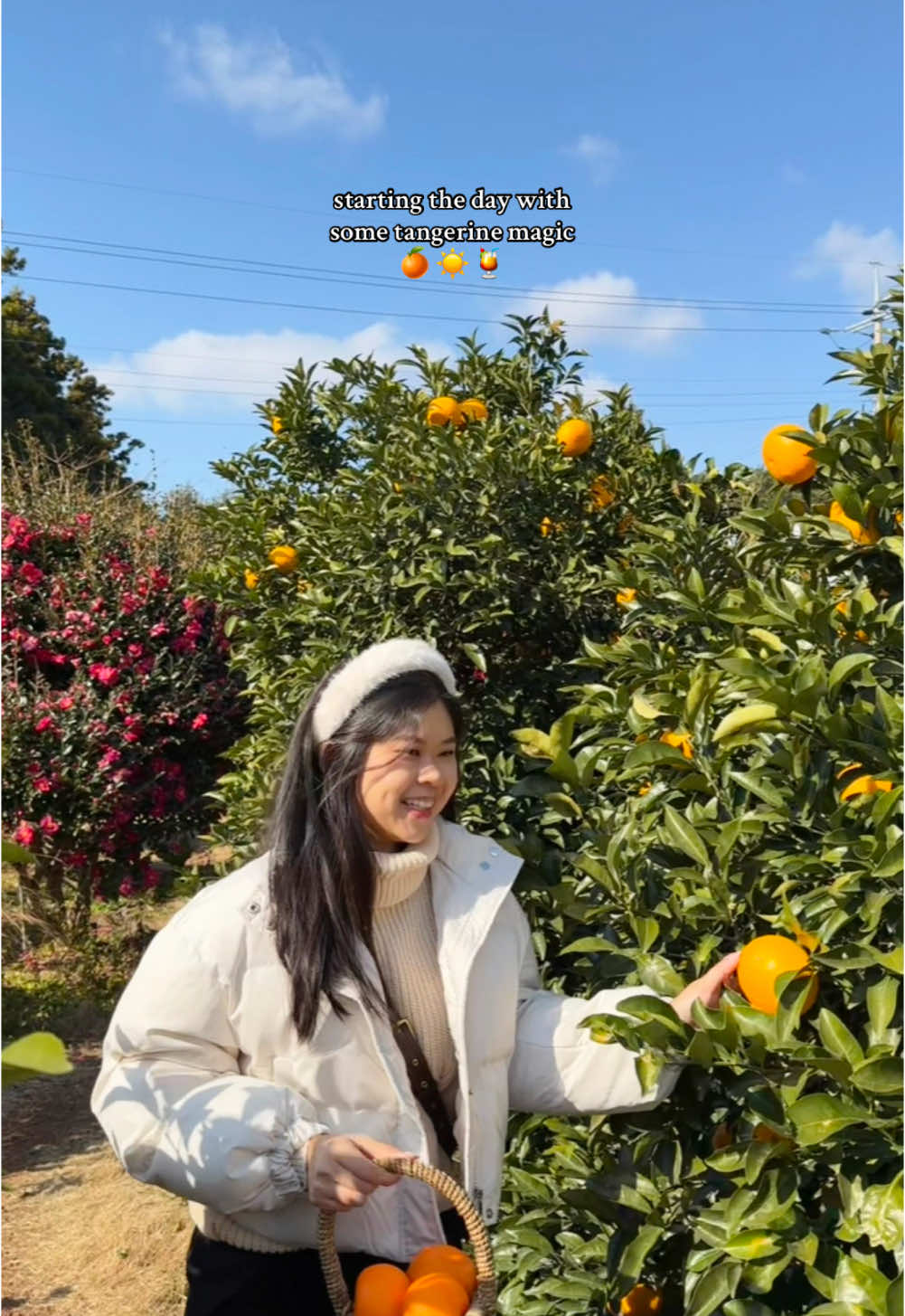 Morning bliss 🍊✨ at Jeju’s tangerine cafe  📍Gamttanam  . #jeju #jejuvlog #jejutravel #korea #koreatravel #gamttanam #videodiary #aesthetic #Vlog #minivlog #creatorsearchinsights 