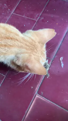 itu catnip yagess