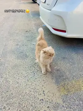 সৌদিতে এই রকম বিড়াল রাস্তায়  অভাব নেই তাই দেখে মায়া লাগলো ভিডিওটা করলাম কেমন হলো কমেন্টে জানাবেন 