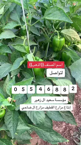 #السعودية🇸🇦 #الشرقية #القطيف #الجش #الشعب_الصيني_ماله_حل #القطيف_الشععب_اللطيف #اكسبلورexplore #ستوريات #مزارع 
