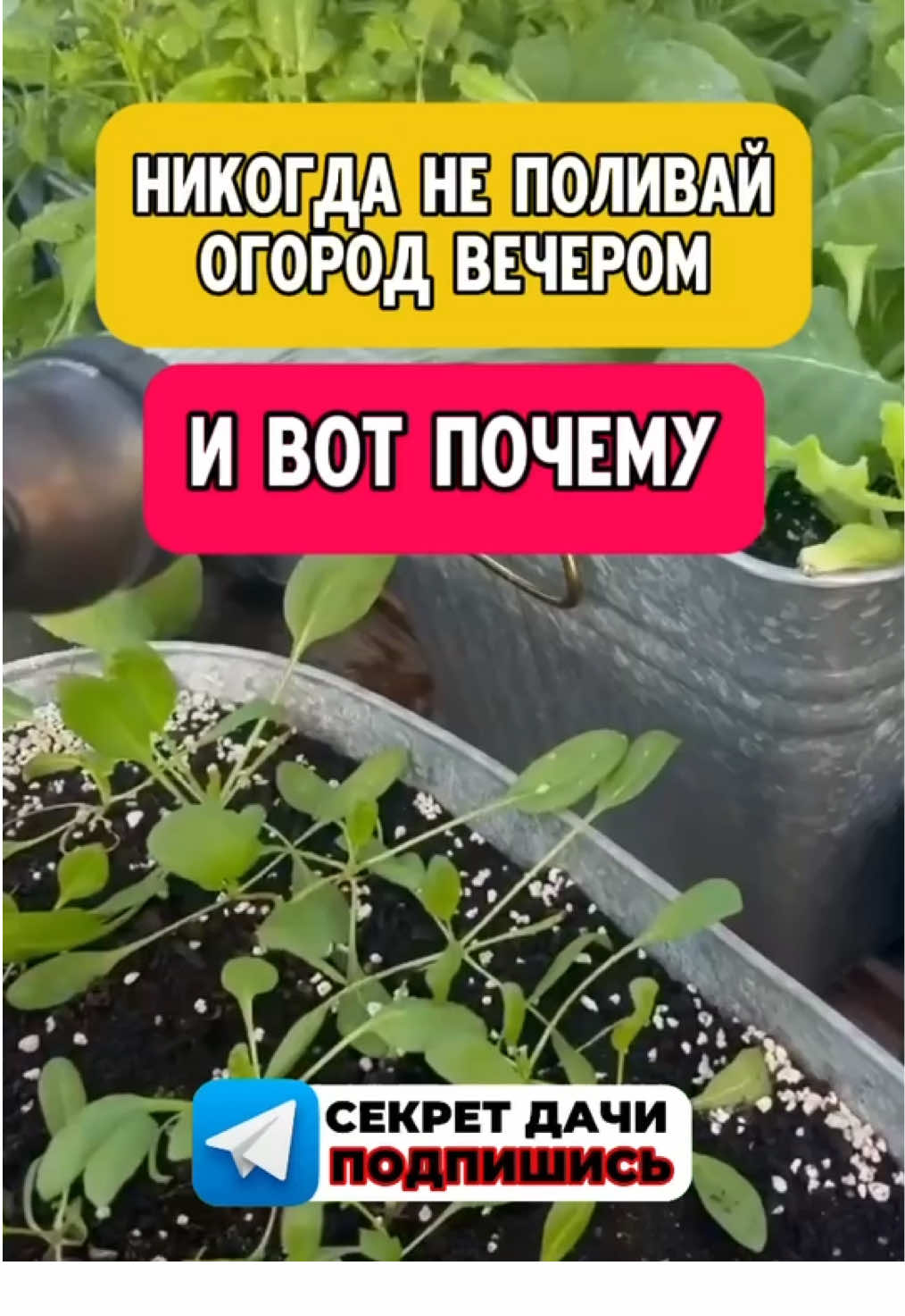 Все секреты огорода по ссылке в шапке профиля. #огород #дача #садоводство