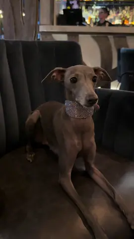 Our Bling Collars are back in stock. DM for orders ✨💎 #italiangreyhound #collar 