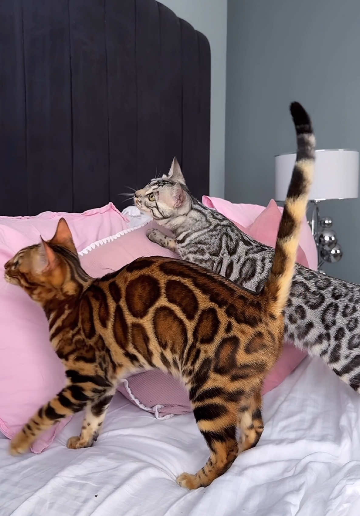 Silver & Brown Bengal kittens 😍🐆💙🤎 Elite GrandGlow cattery ⚜️  * * * * #bengalcat #bengal #snowbengal #bengalkittens #silverbengalkittens #snowbengalkittens #bengalcatsofinstagram #bengalbreeder #bengallovers #bengalkedisi #bengals #bengalkedisiturkiye #bengalkatze #gattobengala #bengaleurope #bengalukraine #bengalkiev #bengalistanbul #bengalmiami #bengalnyc #bengaltexas #bengalcatworld #bengalcatclub #kucingbengalindonesia #bengalboston #bengalmichigan 