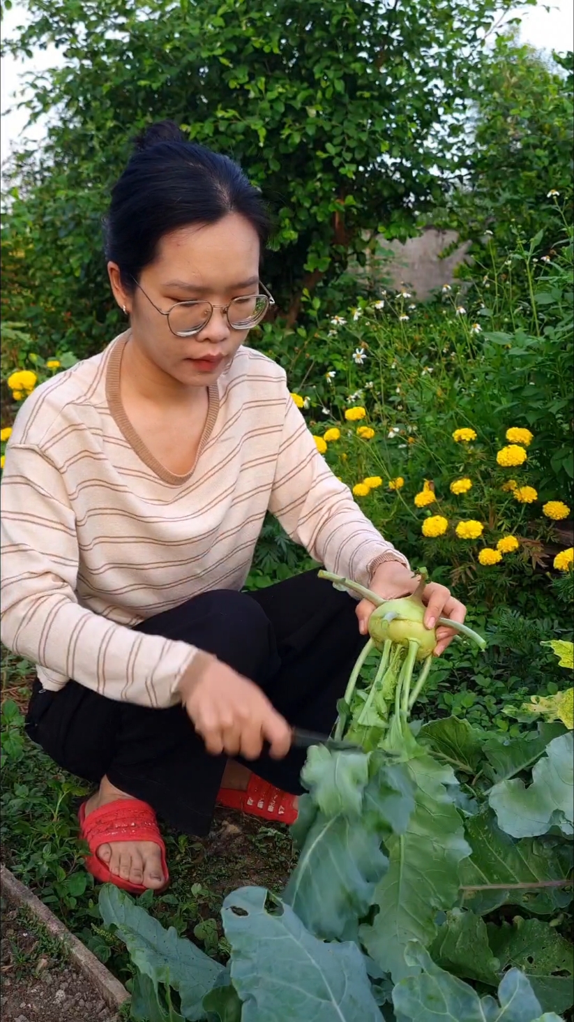 Trồng su hào ở miền Tây và kết quả #giannhanho #nauancungtiktok #LearnOnTikTok #lamvuon