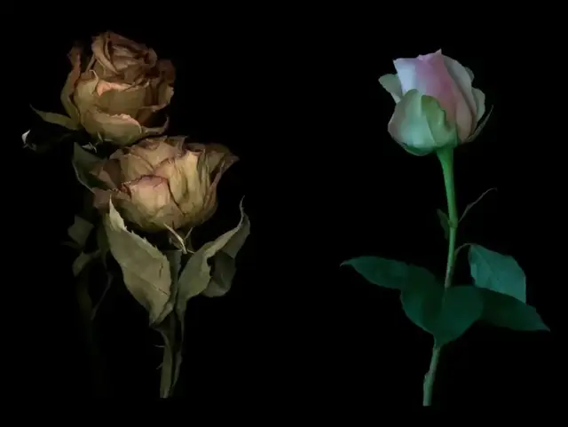 люблю диану 💗💗 #диана#люблю#диану#реки#люблю#тик#ток#тикток#рекомендации 